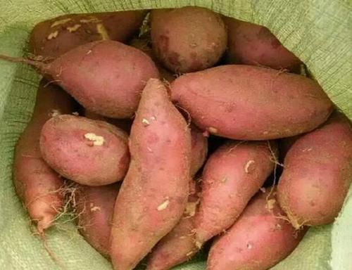 烤红薯|保存红薯,直接丢地上是大错!学会这招,放半年都不坏,越放越甜