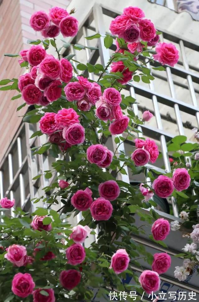 天冷了,15种漂亮花喜欢“大太阳”,多晒长得壮,花更多