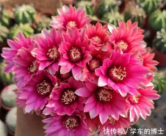 家中常见的5种花，用小盆，少浇水，才能长得更旺盛，开花更多！