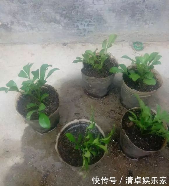 米兰花|夏季扦插茶花米兰花有妙招,套个塑料袋,保湿好生根快不死苗
