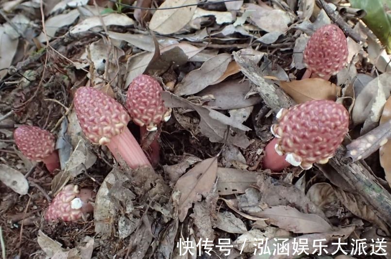 蛇菰|它名叫“红冬蛇菰,”长相酷似菌类植物,一年只能采摘几斤