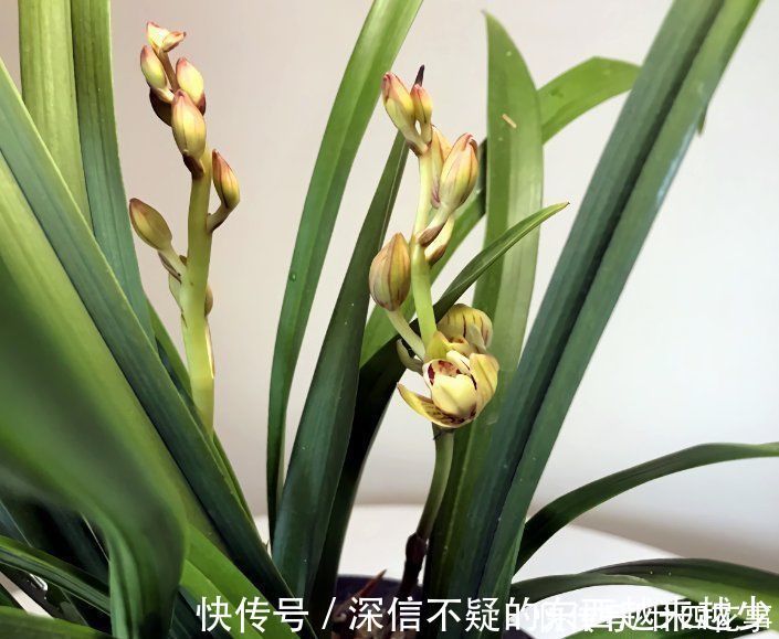 花芽|兰花施肥，掌握1句“口诀”，新芽“蹭蹭”冒，花朵“呼呼”开