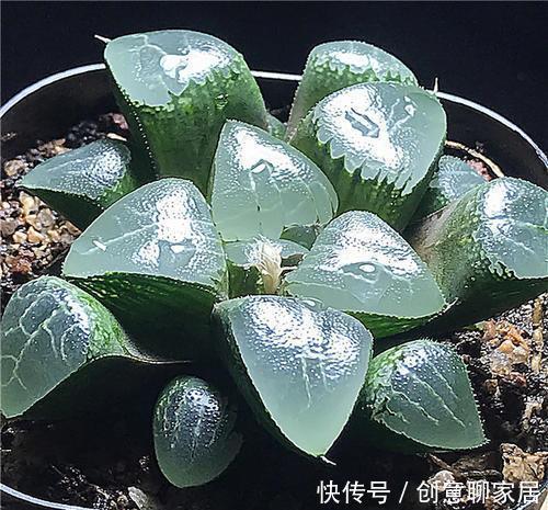 5种漂亮多肉,寓意美好,生机勃勃,是家庭盆栽佳品!