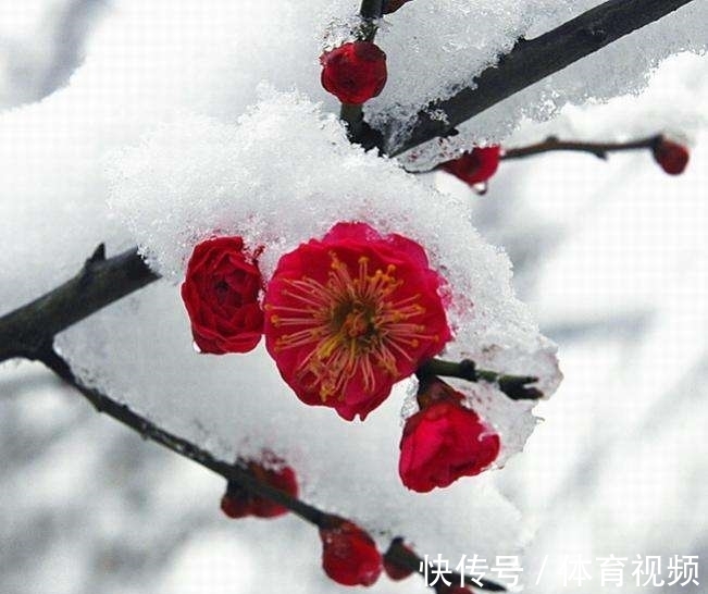 李易安!冬天来了,春天还会远吗,李清照一首梅花词,以景传情,意蕴深远