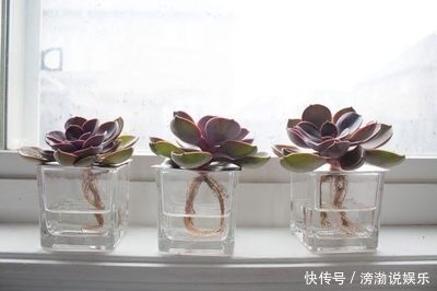 养护|多肉怕水其实错了!5个科属的多肉“水培”以后,会长得更好
