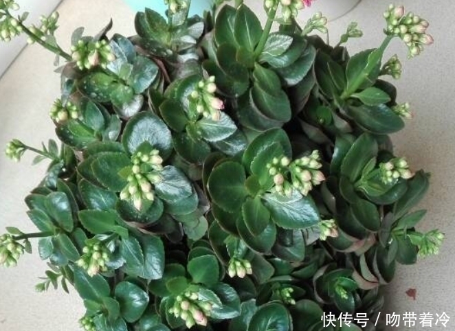 把一盆普通的长寿花，养成惊艳老桩，养护技巧有3个