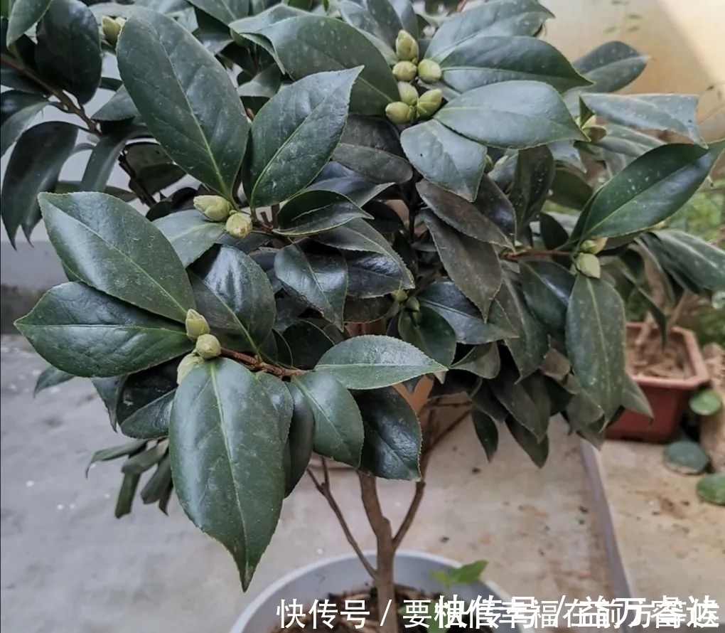 叶面|硫酸亚铁养花,不要乱用,做好2个细节,长得旺盛叶子浓绿