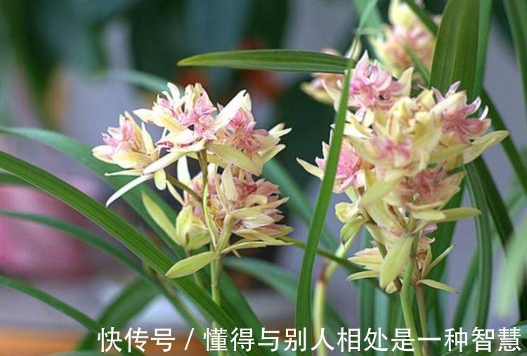 阳台养这几朵花，花开不断，养在客厅上档次，还杀菌又消毒