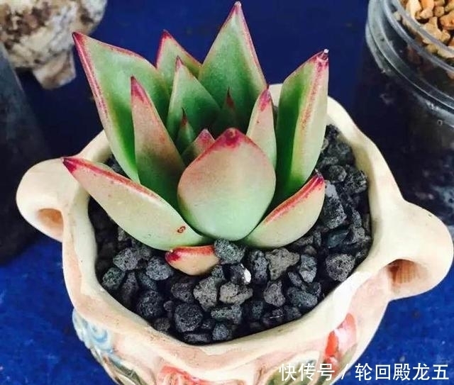 7字秘诀来养多肉,入坑9年多肉植物没徒也没腐