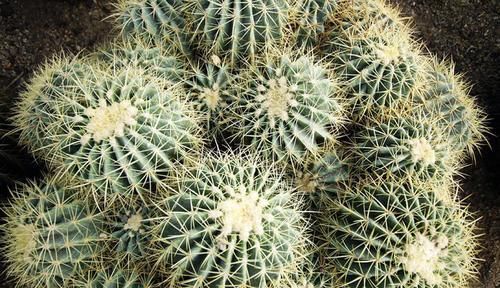 卧室|4种花,再好看也别再卧室养,虽然好看,但不合适!