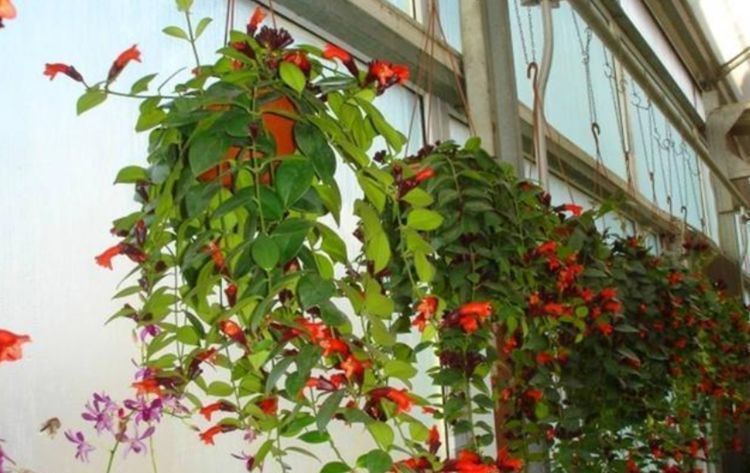 吊起来养的“4种花”,好看好养不占地,一次开出200朵,美