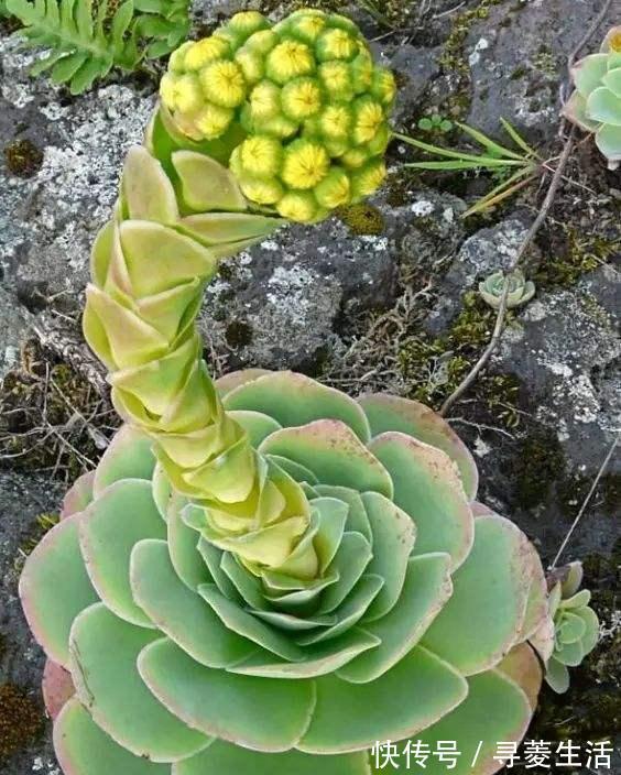多肉植物|用生命开花的3种多肉植物，开完就死，你家有的话要小心