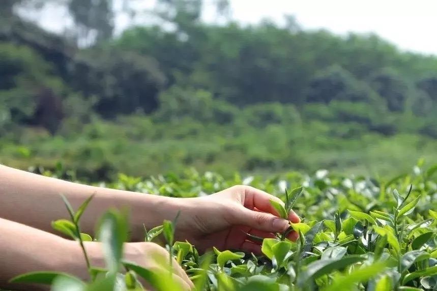 油菜花|古镇村落，采茶赏花你能想到的春天玩法这里都有！