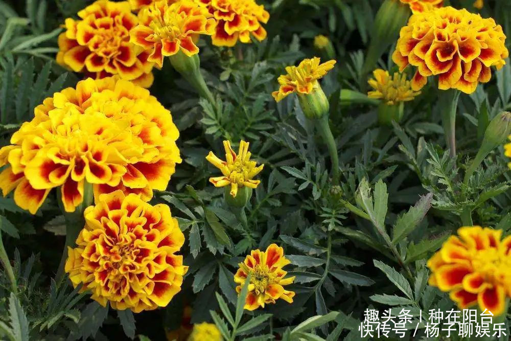 植株|万寿菊越黄越娇艳、越大越吉祥，栽种1个月，伴你一夏季！