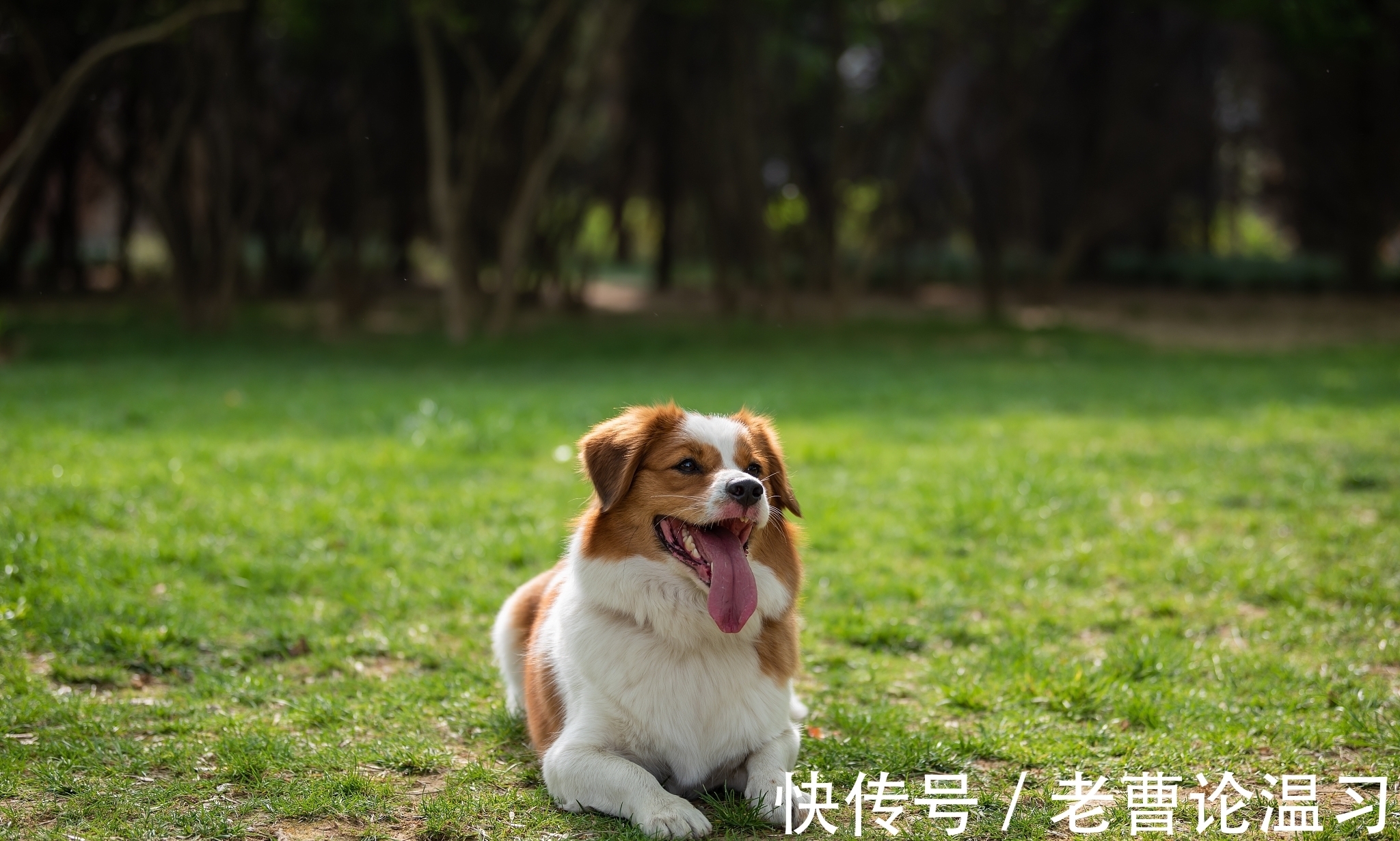 荷塘|临轩晓雨风杨柳，入画荷塘蝶恋花。立夏诗词二十首