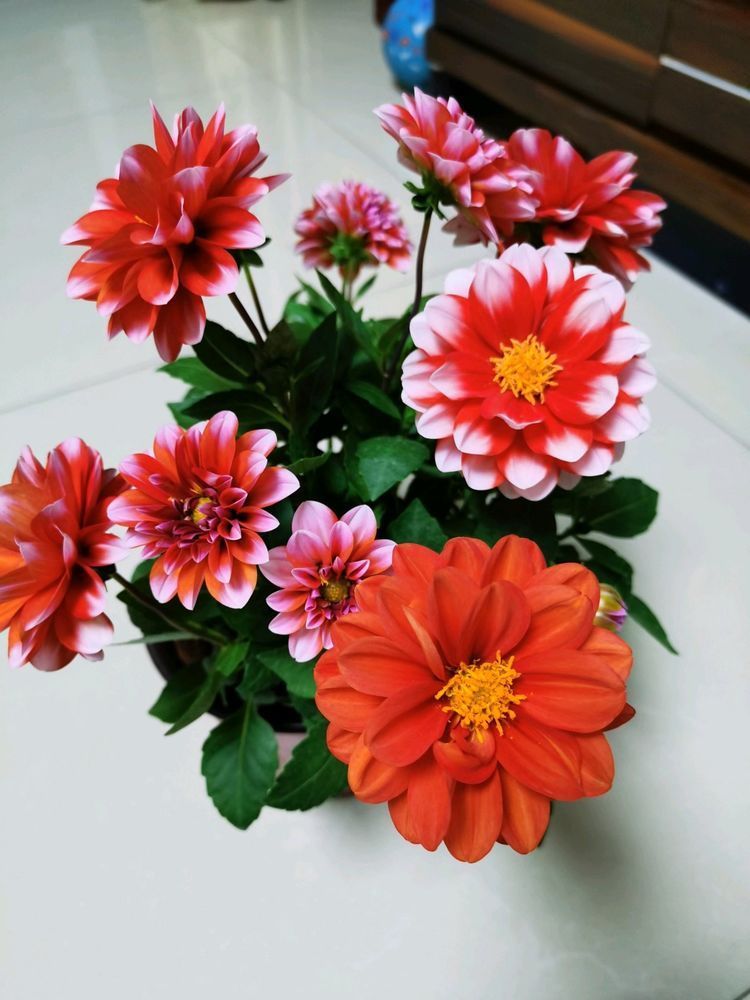 喜欢养花,不如养盆“十大名花”菊花,开花爆盆好养活,艳压群芳