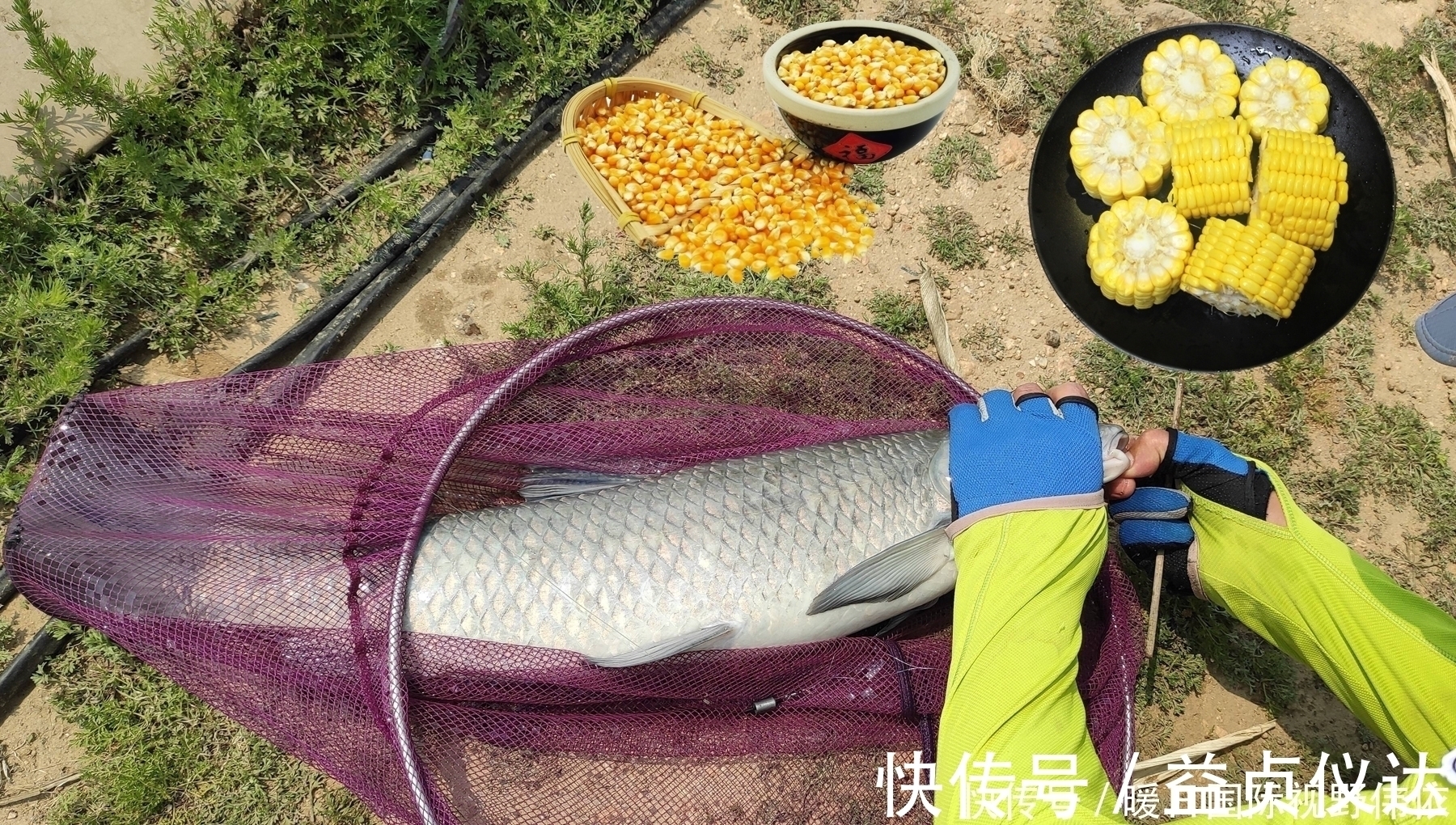 钓大青鱼，螺蛳、玉米和颗粒哪个最好用？钓青鱼饵料的效果对比