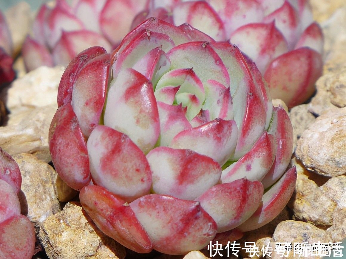 要素|养多肉入门篇，了解6大要素，养多肉很轻松，看你能不能掌握
