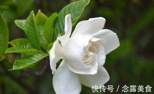 秋冬|秋冬养花选此4款，埋土里就能活，开花早花香浓