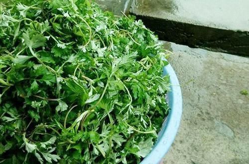 特别|大妈路边卖“杂草”,5元1斤没人要,识货的人直接连筐子都买了