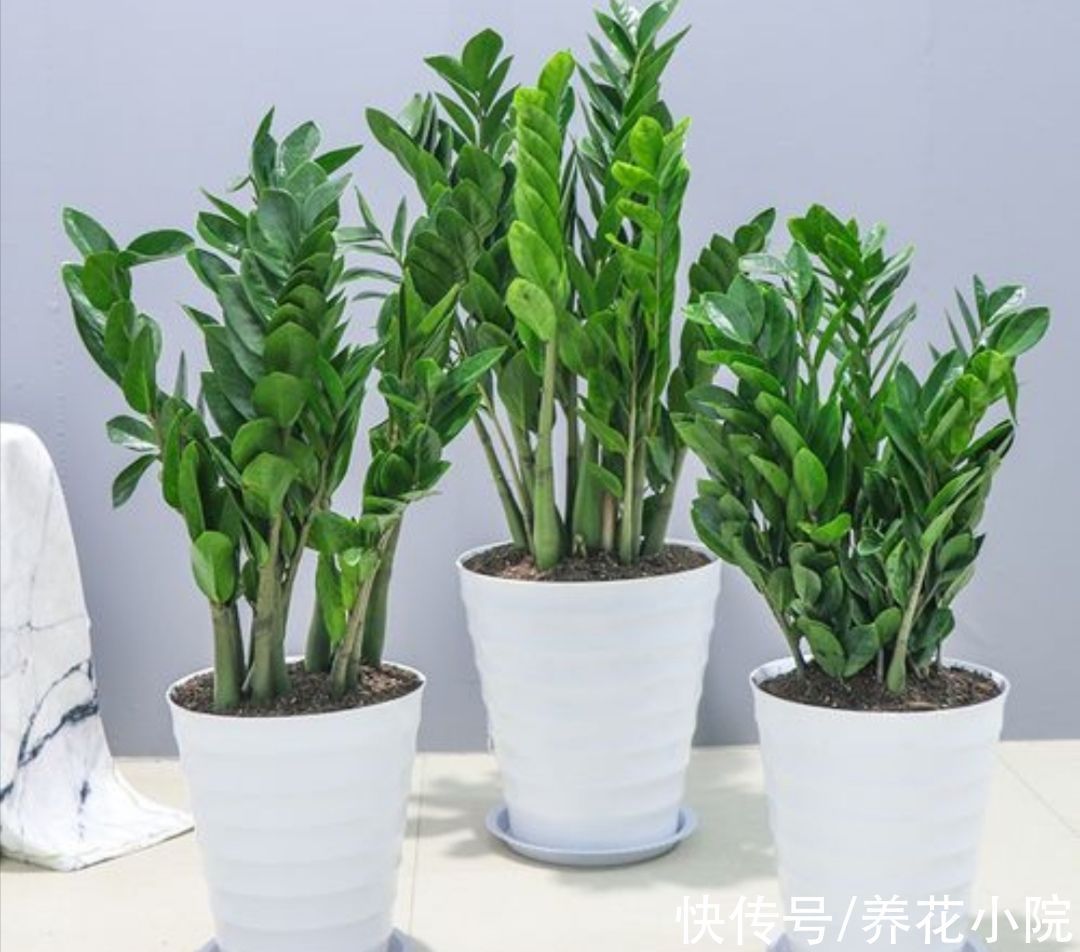 家里阳光太少，可养7种喜阴花，没有光照也能长好