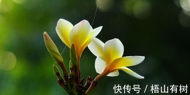 天秤|8月，春色无边，花锦良缘，爱情出现的刚刚好