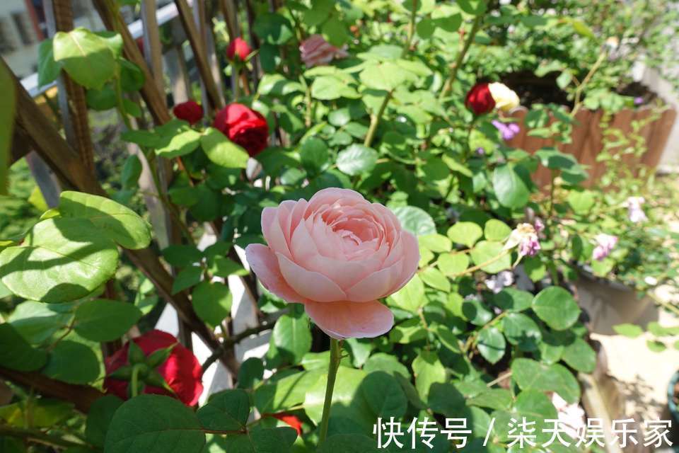 阳台上|月季花怎么养才会枝壮花多长势旺农艺师分享要注意的5个方面