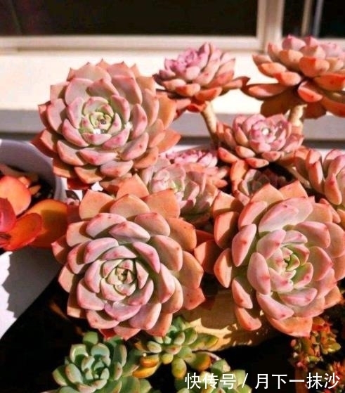 适合12月养的4种多肉,皮实好养美若天仙,新手也能养出好状态