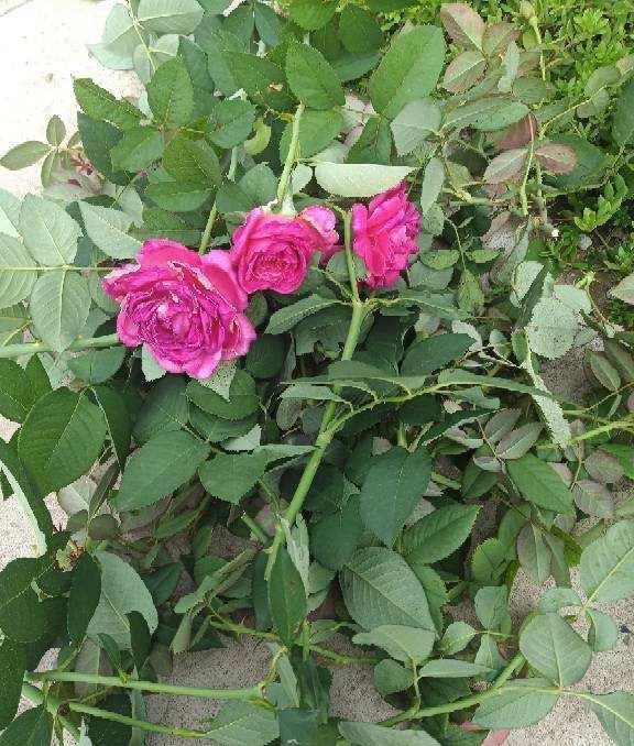 养花就得舍得剪，找对地方剪两刀，嘭嘭开出大花苞