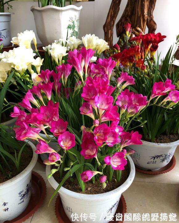 养护|6种“香水花”冬天不怕冷,越冷越香艳,雍容贵气,进屋染香气