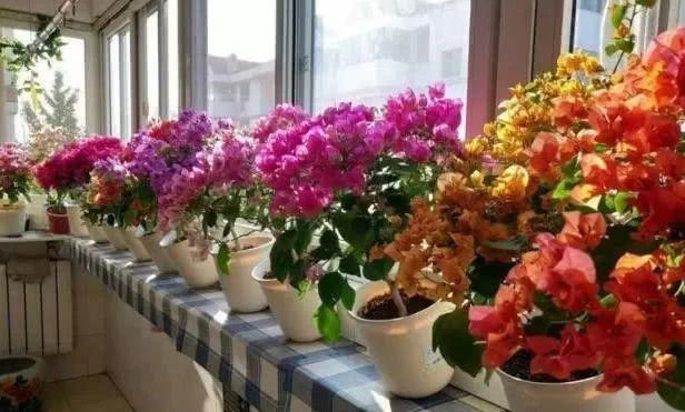夏天养花选这款，越晒开花越美，整个夏天花开不断，开爆满盆！