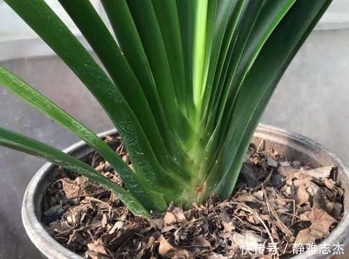 养分|养花换盆:废弃的旧土怎么处理?掺入这3样东西,可再次使用