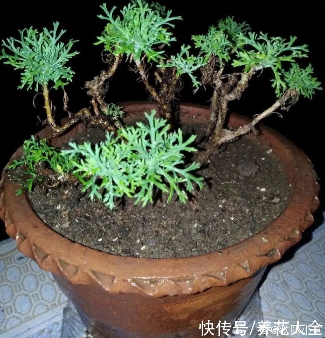 天热了，8种花要休眠，要少浇水