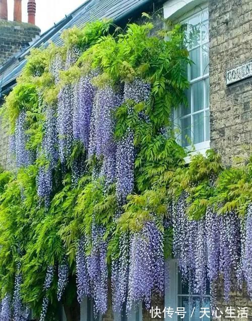 盆栽|怪不得老公把发财树扔了，现阳台流行种此花卉，香飘满屋更迷人