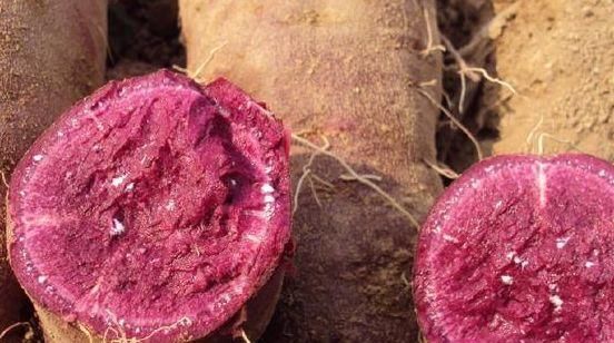 记住|长期吃紫薯，以下3个好处会主动找上你，但要记住2个“不要”