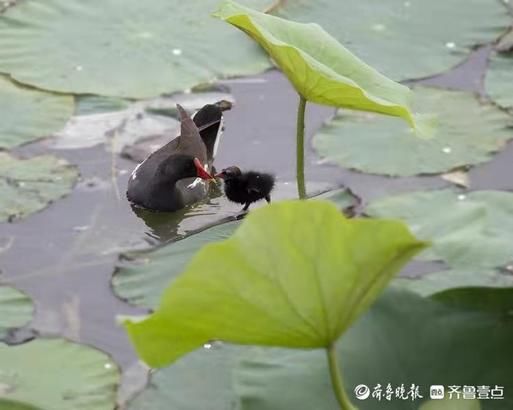 水鸡|萌萌的黑水鸡小宝宝