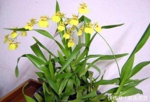 磷酸二氢钾|4种花“专挑”冬天开,10月买回家,养2个月就开花了