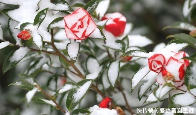 空气湿度|茶花掉花苞的原因，藏在一句“顺口溜”里，古人的经验，值得借鉴！