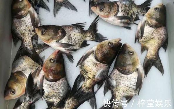 俗称仙骨鱼，人为培育的残疾鱼，专供剁椒鱼头，南方已产业化养殖