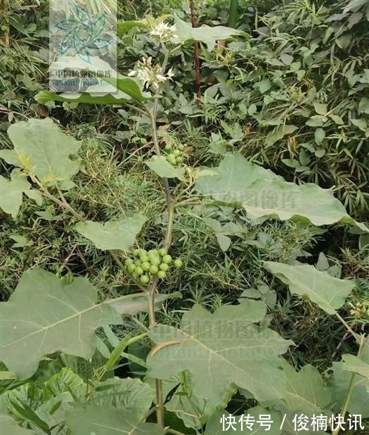 水茄|水茄，见过吗可用于跌打瘀痛，腰肌劳损，胃痛，牙痛