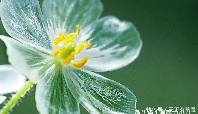 别错过这款“水晶花”,花瓣遇水变透明,单季绽放“可遇不可求”