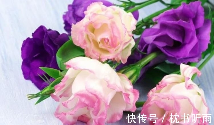 4种花适合夏天养,开花爆盆花期长,繁花似锦,花色美轮美奂