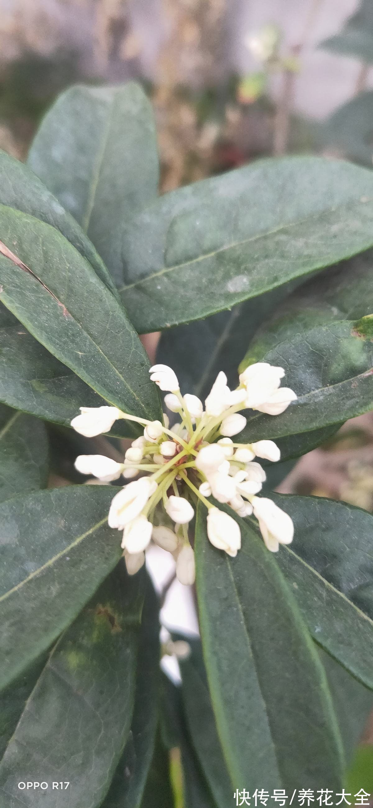 绿萝绿萝|4种花是“老酒鬼”，给花喝口白酒，越长越旺开花爆盆