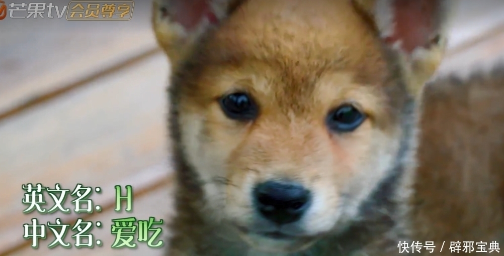 小不点|《向往的生活》小H开发布会,细数蘑菇屋的小可爱,你还记得几个