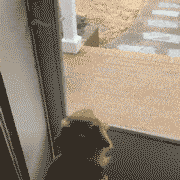 |搞笑GIF:这么长的婚纱,会不会影响交通