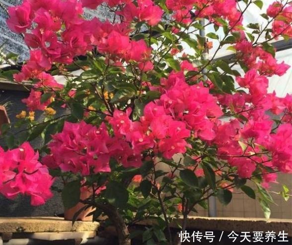 4种花“最好养”,种一棵长一片,密密麻麻都是花!