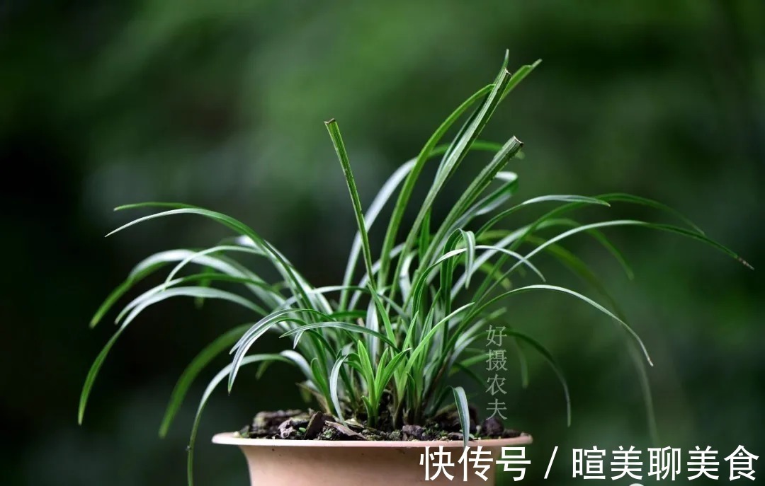 兰根|用花生种植兰花?很多人第一步就错了,正确的技巧是这样的