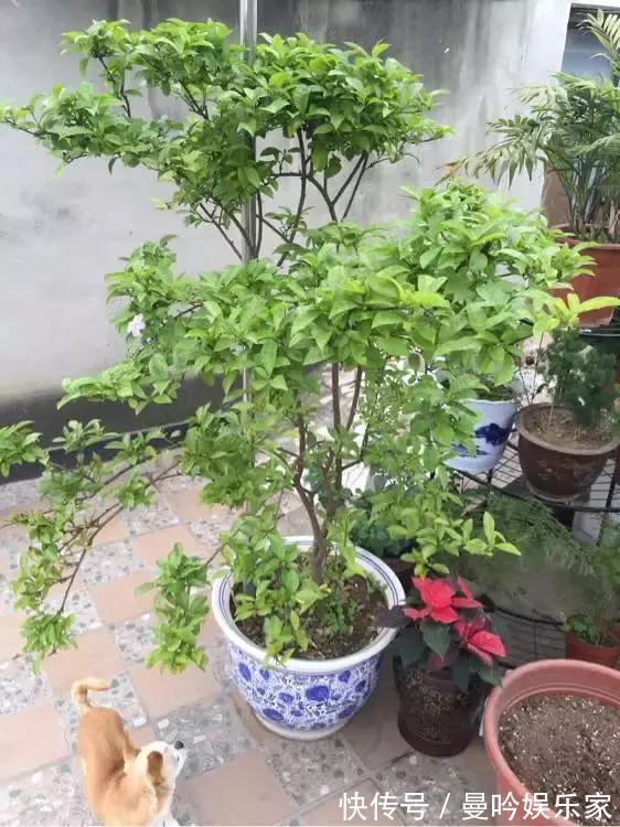 茉莉香|1种花有茉莉香,花儿同时开三色,一开300多天,新手养得好
