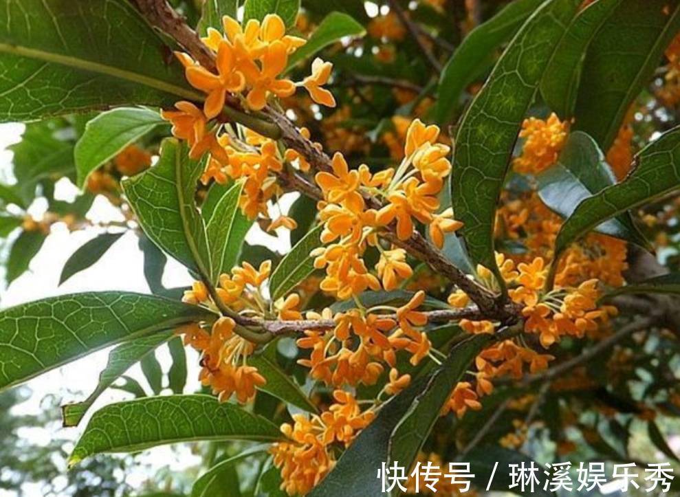 一段时间|天气转凉,入手5种花,养一段时间就能长满花苞