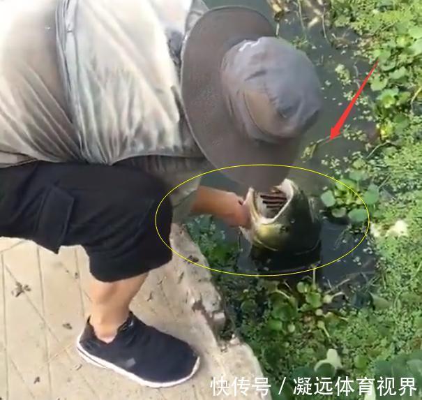 鱼器|江苏一钓鱼人钓获“水老虎”,因太重拉不出水,网友:真替你着急